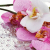 Фотопечать Орхидея сиреневая 